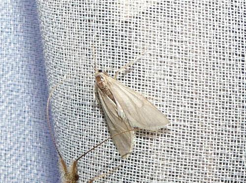 Acentria ephemerella